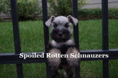 teacup | toy silver schnauzer puppy. photo taken by spoiled rotten schnauzers. teacup schnauzer puppies. toy schnauzer puppies, miniature schnauzer puppies.