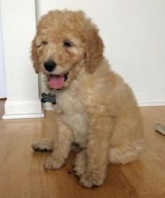 Teddy the Goldendoodle