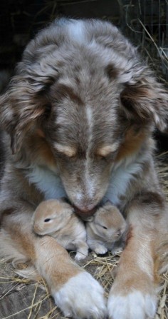 Tender Loving Care (Dog with Bunnies!)