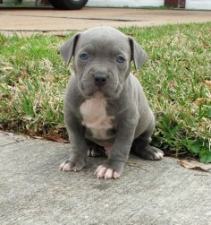 The 20 Most Adorable Pit Bull Puppy Pictures Ever. I mean, come on. So freaking cute! I want one!!