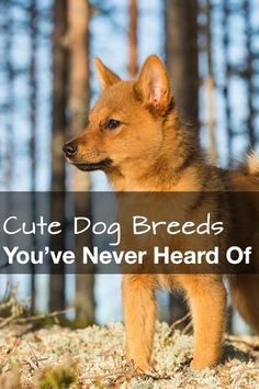 The 23 Cutest Dog Breeds You’ve Never Even Heard Of #dogs