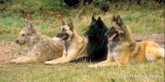 The 4 Belgian Sheepdogs: Laekenois, Malinois, Groenendael and the Tervuren