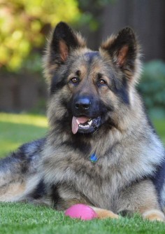 The 5 best Family Guard Dog Breeds