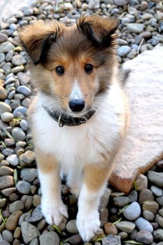 The 5 smartest dog breeds | Breed#01 - Shelties have to be in the top 5 ; )