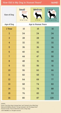 The 7-year rule is actually way off. How old is your dog in human years then? Use this chart as a guide. If you want to dig a little deeper, follow the link for super interesting info.