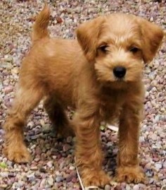 The Apricot Schnoodle: Easily trained, don't shed, hypoallergenic, can be trained as therapy dogs