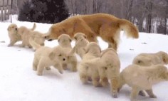 The attack of the world’s cutest puppies. | 25 Animal GIFs That Will Warm Your Cold, Dead Heart