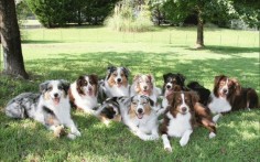 The Australian Shepherd is described as smart, work-oriented, and exuberant. But there's a lot more to the breed than their intelligence and athleticism, and you have to own one to truly know them. That's why only Australian Shepherd owners will understand these 10 truths.