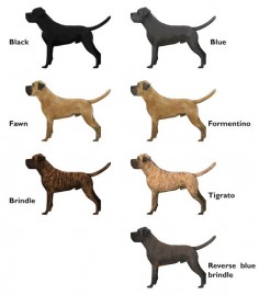 The BCCS - Colour and the Cane Corso. And I want on of each!!!!!