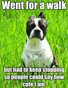The Best Of First World Dog Problems - LOL love these! :)