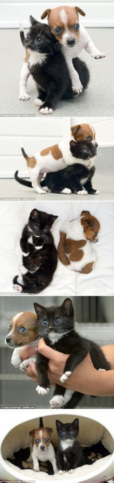 The best part? This rescue cat and dog duo will grow up to be about the same size. ♥