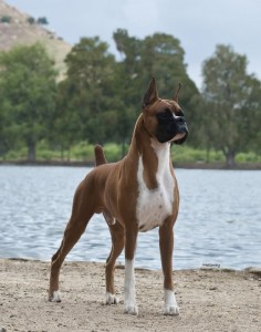 The Boxer. This boxer is beautiful