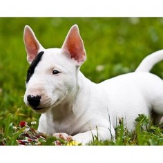 The Bull Terrier is a robust, big-boned terrier who moves with a jaunty stride that suggests both agility and power. The breed’s hallmark is a long, egg-shaped head with erect and pointed ears, and small, triangular eyes that glisten with good humor.