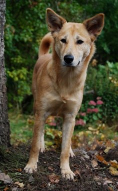 The Canaan dog, a beautiful and not very well known breed that reminds me of and resembles a dingo of Australia, even though the breed came from Israel.
