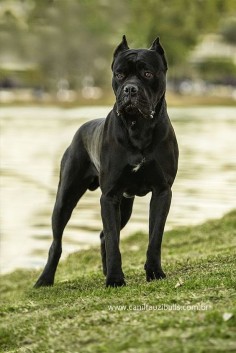 The Cane Corso is a large Italian Molosser, which is closely related to the Neapolitan Mastiff. They are Even Tempered,Reserved,Calm,Quiet,Stable,Trainable and Protective dog breed.