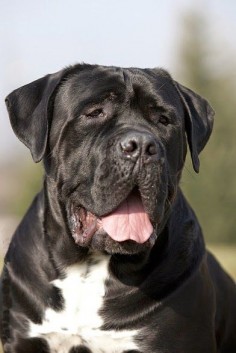 The Cane Corso is a large Italian Molosser, which is closely related to the Neapolitan Mastiff.