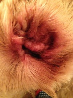 The Chenry Show: DIY Dog Ear Infection Cleaner