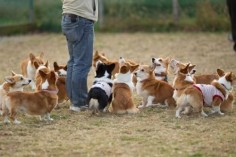 The corgi herd, all captivated by a treat it seems :)