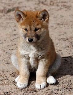 The cutest little dingo puppy that there ever was!