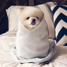 The cutest little puppy burrito!