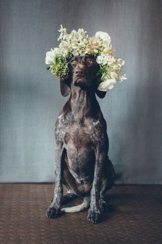 The cutest pups with florals crowns