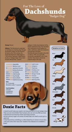 The dachshund is a short-legged, long-bodied dog breed that everybody loves. The daring, adventurous and curious dachshund is a true combination of terrier and hound. These traits combined with their incredible personalities are part of what make them one of the most popular breeds in America. For more fun facts continue reading the infographic below!…