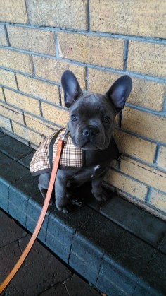 The Daily Frenchie : Photo