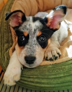 The Daily Puppy- Bentley the Blue Heeler Mix. He's a cutie.