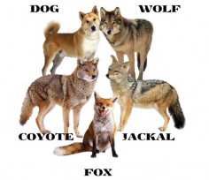 THE DIFFERENCES BETWEEN A: ("DOG / WOLF / JACKAL / COYOTE & A FOX") .....