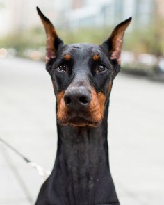 The Dogist Instagram: Isis, Doberman Pinscher (3 y/o), 2nd Pl. & Little West St., New York, NY • "She's smart, shy, and loves peanut butter."