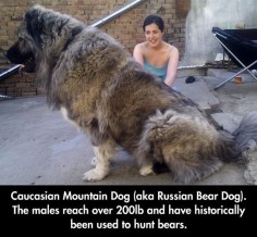 The Gigantic Russian Bear Dog // funny pictures - funny photos - funny images - funny pics - funny quotes - #lol #humor #funnypictures