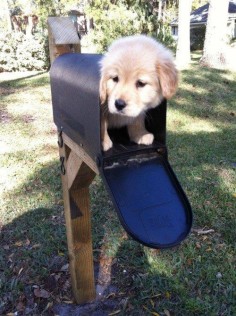 The greatest mail delivery that has ever happened. | 61 Images Of Animals That Are Guaranteed To Make You Smile