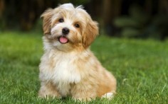 The Havanese is described as outgoing, funny, and intelligent.​ Their signature cheerful, springy gait equally matches their happy-go-lucky personality. Here are 10 things that every Havanese owner can relate to.