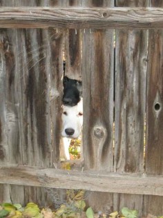 The historic discovery by the neighbor’s dogs of the hole in the fence.