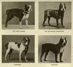 the history of the boston terrier