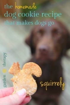 The Homemade Oatmeal Dog Cookies That Drive Dogs SQUIRRELY