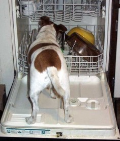 the "Jack Russell Pre-Rinse Cycle"   I'd never let my dog do it, but its funny when its not your dog.