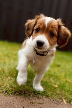 The Kooikerhondje is a small spaniel-type breed of dog of Dutch ancestry that was originally used as a working dog, particularly in an eendenkooi (duck trap) to lure ducks.