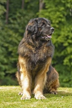 The Leonberger dog looks like a lion. Coming from Leonberg, Germany, this large breed may look bigger than he really is. Although this breed has a very thick coat, he still tops the charts at 115-170lbs.