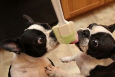 The lucky taste testers! They are too cute! #animals #puppies #bostonterriers