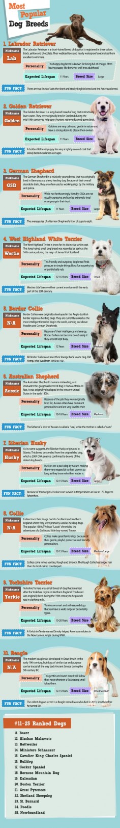 The Most Popular #Dog Breeds of 2015 - In January and February we polled people from around the world, asking them to vote for their favorite dog breed. After collecting more than 17,500 votes, the top dog breeds of 2015 have been revealed!  Did your favorite breeds make it into the top? Are you surprised by a certain breed that made the cut? Tell us in the comments! #infographic