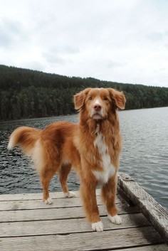 The Nova Scotia Duck Tolling Retriever, often called a Toller, is a medium-sized gundog from Canada. As can be guessed from its name, the Toller was bred primarily as a duck tolling and retrieving dog and has been used since the early 19th century. They are active and intelligent dogs that make great family companions.