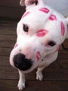 The only marks that should be left on a dog - Imgur