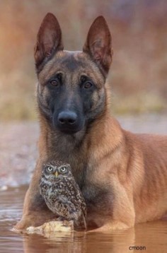 The Owl ~ And The Dog. (Photo By: Tanja Brandt.)