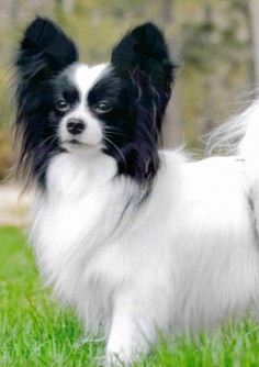 The Papillon's coat is long, flowing, and silky in texture. #papillon #dog #pet