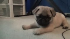 The Pug Puppy Who Wants To Play With You Right Now | The 40 Cutest GIFs In The History Of The Internet