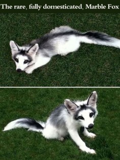 The Rare, Fully Domesticated, Marble Fox cute animals fox adorable animal pets baby animals wild animals
