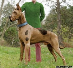 The REAL Scooby-Doo!! I LOVE Great Danes!!!