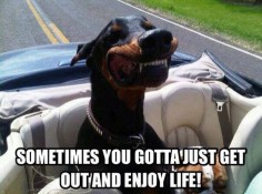 The sad thing is, my Doberman makes this face when he rides in the truck