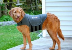 The Thundershirt Dog Anxiety Solution - Reviewed - Can Dogs Eat This